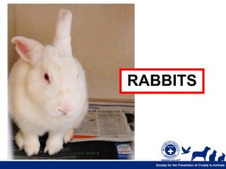 RABBITS
 
