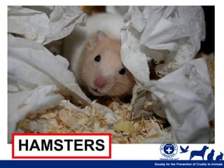 HAMSTERS
 