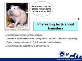 I know I’m cute, but
                             please remember to
                              love me all my life!




                                   Interesting facts about
                                          hamsters
…Hamsters can remember their relatives
…In order to stop hamsters from having babies, you must keep them separately
…Dwarf hamsters live about 1.5 to 2 years but can live to be 4
…Hamsters can be taught how to come by name
 