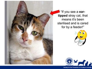 “If you see a ear-
tipped stray cat, that
   means it’s been
sterilised and is cared
   for by a feeder!”
 