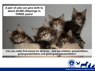 A pair of cats can give birth to
  about 20,000 offsprings in
        THREE years!




Can you really find homes for all of us… and our children, grandchildren,
          great-grandchildren and great-great-grandchildren?
 
