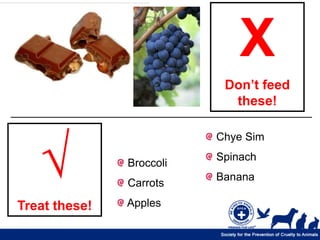 X
                           Don’t feed
                            these!




   √
                          Chye Sim
                          Spinach
               Broccoli
                          Banana
               Carrots

Treat these!   Apples
 
