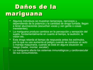 Daños de laDaños de la
mariguanamariguana
 Algunos individuos se muestran temerosos, nerviosos y,
dependiendo de la potencia y la cantidad de droga fumada, llegan
a tener alucinaciones (escuchan voces y ven gente o cosas
inexistentes).
 La mariguana produce cambios en la percepción y sensación del
sujeto, fundamentalmente en cuanto al tiempo, la audición, la
visión etc.
 Esta droga retarda el tiempo de respuesta antes los estímulos,
por lo que su uso aumenta el peligro cuando se conduce un auto
o maneja maquinaria, cuando se está en alguna situación de
riesgo (nadar, montar, escalar).
 La mariguana afecta los sistemas inmunológicos y cardiovascular
de sus consumidores.
 