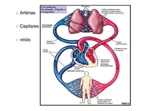 O Artérias
O Capilares
O veias
 