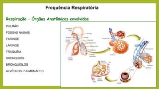Frequência Respiratória
Respiração – Órgãos Anatômicos envolvidos
PULMÃO
FOSSAS NASAIS
FARINGE
LARINGE
TRAQUÉIA
BRONQUIOS
BRONQUÍOLOS
ALVÉOLOS PULMONARES
 