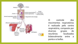 O controle dos
movimentos respiratórios
é realizado pelo centro
respiratório, composto por
diversos grupos de
neurônios localizados
bilateralmente entre a
ponte e o bulbo.
 