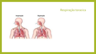 Respiração toracica
 