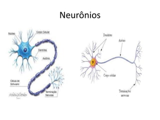 Neurônios
 