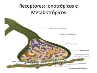 Receptores: Ionotrópicos e
    Metabotrópicos
 