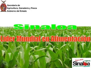 Secretaría de Agricultura, Ganadería y Pesca Gobierno del Estado Líder Mundial en Alimentación Sinaloa Secretaría de Agricultura, Ganadería y Pesca Gobierno del Estado 