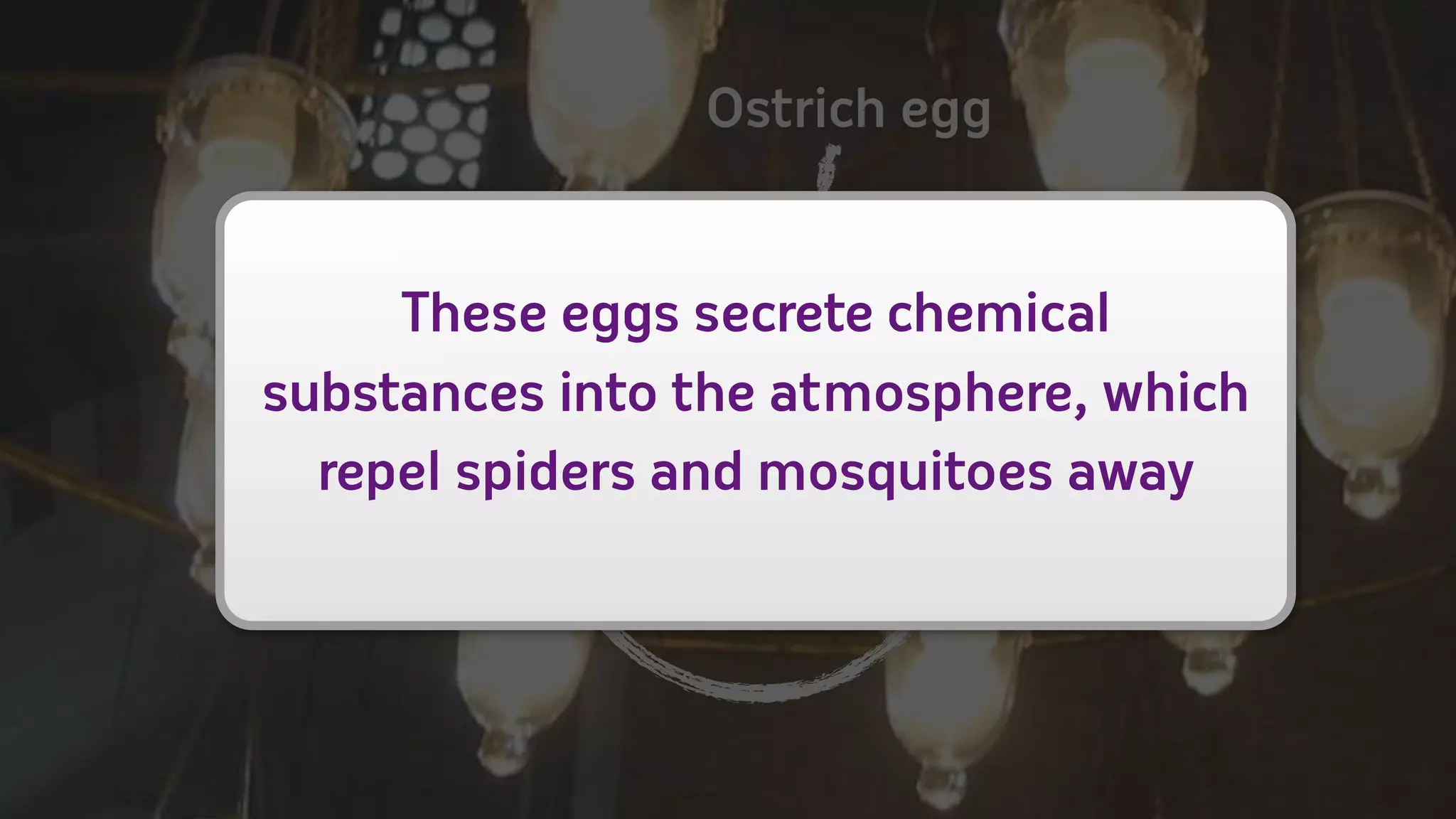Ostrich egg


     These eggs secrete chemical
substances into the atmosphere, which
  repel spiders and mosquitoes away
 