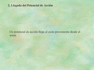 2. Llegada del Potencial de Acción Un potencial de acción llega al axón proveniente desde el soma. 