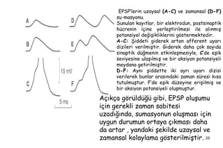EPSP’lerin uzaysal  (A-C)  ve zamansal  (D-F)  su-masyonu.  Sunulan kayıtlar, bir elektrodun, postsinaptik hücrenin içine ...