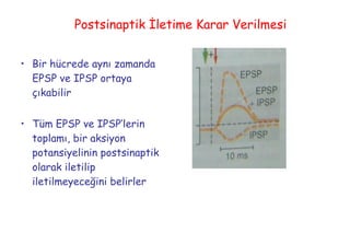 Postsinaptik İletime Karar Verilmesi <ul><li>Bir hücrede aynı zamanda EPSP ve IPSP ortaya çıkabilir </li></ul><ul><li>Tüm ...