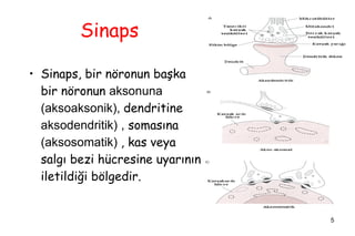 Sinaps <ul><li>Sinaps, bir nöronun başka bir nöronun  aksonuna (aksoaksonik),  dendritine  aksodendritik)   ,  somasına  (...
