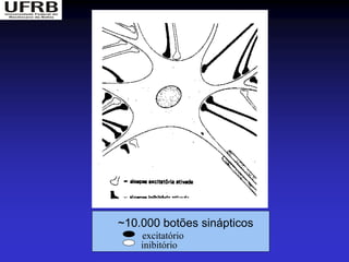 ~10.000 botões sinápticos
    excitatório
    inibitório
 