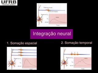 Integração neural
1. Somação espacial         2. Somação temporal
 