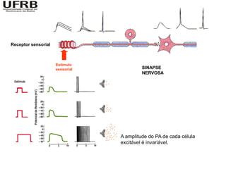 Receptor sensorial



                     Estimulo
                     sensorial            SINAPSE
                                          NERVOSA




                                 A amplitude do PA de cada célula
                                 excitável é invariável.
 