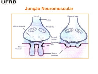Junção Neuromuscular
 