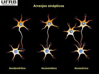 Arranjos sinápticos




Axodendrítica       Axosomática       Axoaxônica
 