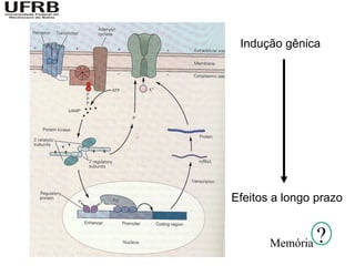 Indução gênica




Efeitos a longo prazo


       Memória   ?
 