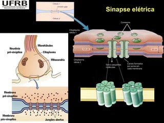 Sinapse elétrica
                               Conexons


Citoplasma
célula 1




    Citoplasma
    célula 2
                                    Canais formados
                 Íons e pequenas
                                    por poros em
                 moléculas
                                    cada membrana
 