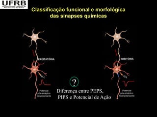 Classificação funcional e morfológica
        das sinapses químicas




   EXCITATÓRIA                                 INIBITÓRIA




                         ?
     Potencial
   pós-sináptico
                   Diferença entre PEPS,         Potencial
                                               pós-sináptico
  despolarizante                              hiperpolarizante
                   PIPS e Potencial de Ação
 