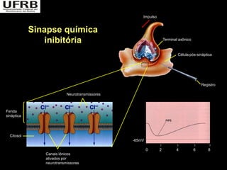 Impulso


            Sinapse química
                inibitória                                       Terminal axônico



                                                                         Célula pós-sináptica




                                                                                        Registro

                          Neurotransmissores



Fenda
sináptica




  Citosol
                                               -65mV

                                                       0     2          4           6      8
               Canais iônicos
               ativados por
               neurotransmissores
 