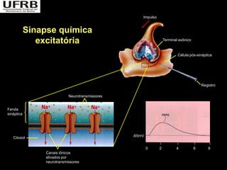 Impulso


            Sinapse química
               excitatória                                          Terminal axônico



                                                                            Célula pós-sináptica




                                                                                           Registro

                             Neurotransmissores


Fenda
sináptica




   Citosol                                        -65mV


                                                          0     2          4           6      8
                 Canais iônicos
                 ativados por
                 neurotransmissores
 