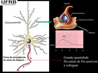 Impulso




                          Terminal axônico



                                   Célula pós-sináptica




                                                Registro




-65mV


        0   2        4         6        8



                Grande quantidade
                De canais de Na sensíveis
                a voltagem
 