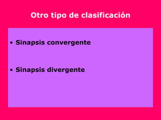 Otro tipo de clasificación <ul><li>Sinapsis convergente </li></ul><ul><li>Sinapsis divergente </li></ul>