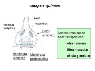 Sinapsis Química  