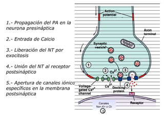 1.- Propagación del PA en la neurona presináptica 2.- Entrada de Calcio 3.- Liberación del NT por exocitosis 4.- Unión del NT al receptor postsináptico 5.- Apertura de canales iónicos específicos en la membrana postsináptica Canales  Na+,K+ o Cl- 5 