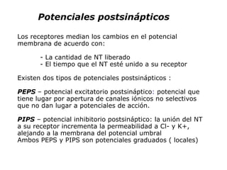 Los receptores median los cambios en el potencial membrana de acuerdo con: - La cantidad de NT liberado - El tiempo que el NT esté unido a su receptor Existen dos tipos de potenciales postsinápticos : PEPS  – potencial excitatorio postsináptico :  potencial que tiene lugar por apertura de canales iónicos no selectivos que no dan lugar a potenciales de acción. PIPS  – potencial inhibitorio postsináptico:  la unión del NT a su receptor incrementa la permeabilidad a Cl- y K+, alejando a la membrana del potencial umbral Ambos PEPS y PIPS son potenciales graduados ( locales) Potenciales postsinápticos 