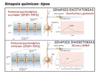 Sinapsis químicas: tipos 