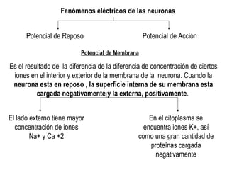 Fenómenos eléctricos de las neuronas Potencial de Reposo  Potencial de Acción Potencial de Membrana Es el resultado de  la diferencia de la diferencia de concentración de ciertos iones en el interior y exterior de la membrana de la  neurona. Cuando la  neurona esta en reposo , la superficie interna de su membrana esta cargada negativamente y la externa, positivamente .  El lado externo tiene mayor concentración de iones Na+ y Ca +2 En el citoplasma se encuentra iones K+, así como una gran cantidad de proteínas cargada negativamente 