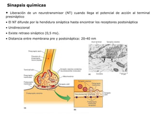 Liberación de un neurotransmisor (NT) cuando llega el potencial de acción al terminal presináptico El NT difunde por la hendidura sináptica hasta encontrar los receptores postsináptica Unidireccional Existe retraso sináptico (0,5 ms). Distancia entre membrana pre y postsináptica: 20-40 nm Sinapsis químicas 