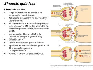 Sinapsis químicas Liberación del NT: Llega el potencial de acción a la terminación presináptica. Activación de canales de Ca +2  voltaje dependientes. El aumento del Ca +2  citosólico provoca la fusión con la MP de las vesículas de secreción preexistentes que contienen el NT. Las vesículas liberan el NT a la hendidura sináptica (exocitosis). Difusión del NT. Unión a receptores postsinápticos. Apertura de canales iónicos (Na + , K +  o Cl - ): despolarización o hiperpolarización. Potencial de acción postsináptico. 