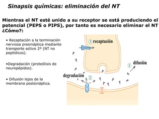 Mientras el NT esté unido a su receptor se está produciendo el potencial (PEPS o PIPS), por tanto es necesario eliminar el NT ¿Cómo?: Sinapsis químicas: eliminación del NT Recaptación a la terminación nerviosa presináptica mediante transporte activo 2º (NT no peptídicos).  Degradación (proteólisis de neuropépidos). Difusión lejos de la membrana postsináptica. 