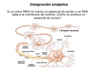 Si un único PEPS no induce un potencial de acción y un PIPS aleja a la membrana del umbral, ¿Cómo se produce un  potencial de acción? Integración sináptica 