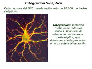 Cada neurona del SNC  puede recibir más de 10.000  contactos sinápticos. Integración Sináptica Integración:  sumación continua de todas las señales  sinápticas de entrada en una neurona  postsináptica, que determina si ésta producirá  o no un potencial de acción. 