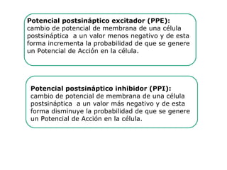 Potencial postsináptico excitador (PPE):  cambio de potencial de membrana de una célula  postsináptica  a un valor menos negativo y de esta  forma incrementa la probabilidad de que se genere  un Potencial de Acción en la célula.  Potencial postsináptico inhibidor (PPI): cambio de potencial de membrana de una célula  postsináptica  a un valor más negativo y de esta  forma disminuye la probabilidad de que se genere  un Potencial de Acción en la célula. 