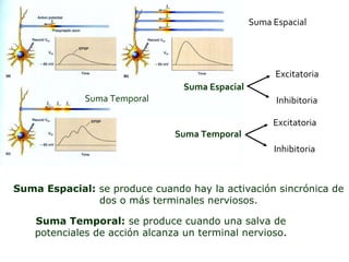 Suma Espacial:  se produce cuando hay la activación sincrónica de dos o más terminales nerviosos. Suma Temporal:  se produce cuando una salva de potenciales de acción alcanza un terminal nervioso . Suma Espacial Suma Temporal Suma Espacial Excitatoria Inhibitoria Suma Temporal Excitatoria Inhibitoria 