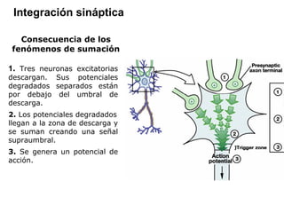 Consecuencia de los fenómenos de sumación 1 .  Tres neuronas excitatorias descargan. Sus potenciales degradados separados están por debajo del umbral de descarga. 2.  Los potenciales degradados llegan a la zona de descarga y se suman creando una señal supraumbral. 3.  Se genera un potencial de acción. Integración sináptica 