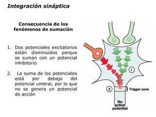 Consecuencia de los fenómenos de sumación Dos potenciales excitatorios están disminuidos porque se suman con un potencial inhibitorio 2.  La suma de los potenciales está por debajo del potencial umbral, por lo que no se genera un potencial de acción Integración sináptica 