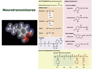 Neurotransmisores 