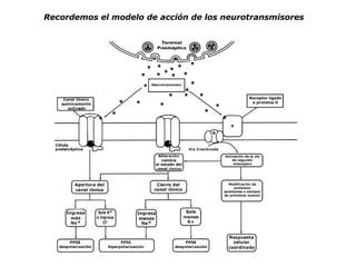 Recordemos el modelo de acción de los neurotransmisores 