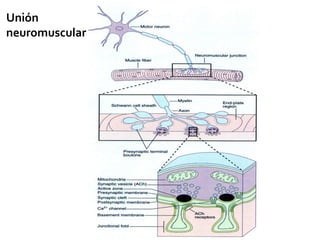 Unión  neuromuscular 