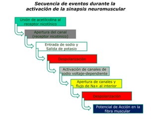 Secuencia de eventos durante la  activación de la sinapsis neuromuscular Unión de acetilcolina al receptor nicotínico Entrada de sodio y Salida de potasio Apertura del canal (receptor nicotínico) Despolarización Activación de canales de sodio voltaje-dependiente Apertura de canales y flujo de Na+ al interior Despolarización Potencial de Acción en la fibra muscular  