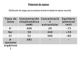 Potencial de reposo Distribución de cargas que se produce durante el estado de reposo neuronal.  Tipos de iones Concentración citoplasmática (mM) Concentración extracelular (mM) Equilibrio potencial (mV) K + 400 20 -75 Na + 50 440 +55 Cl - 52 560 -60 A -  (aniones orgánicos) 385 - - 